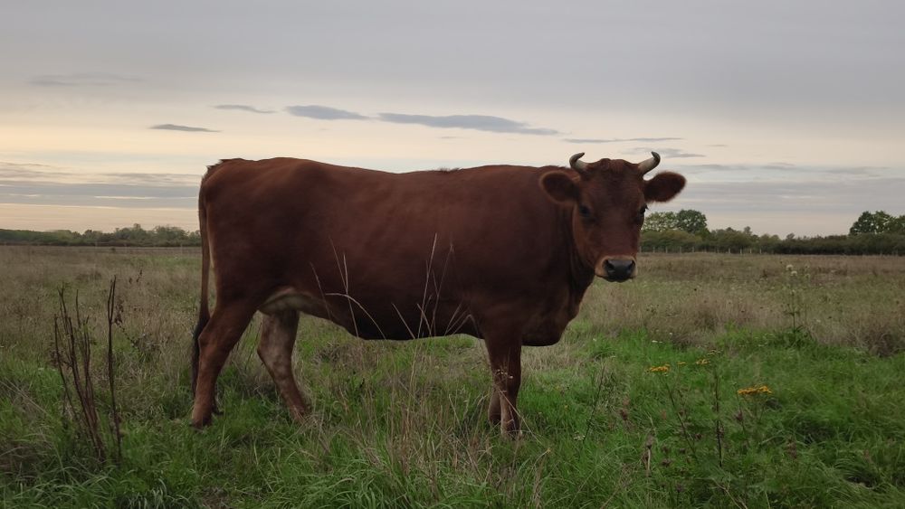 Ocazie ! Vand juninca gestanta Jersey