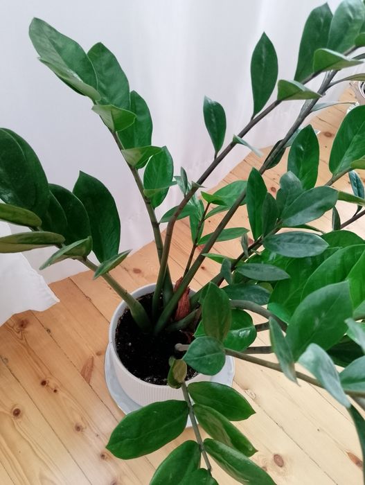 Замиокулкас - Дървото на желанията
/Zamioculcas zamiifolia/