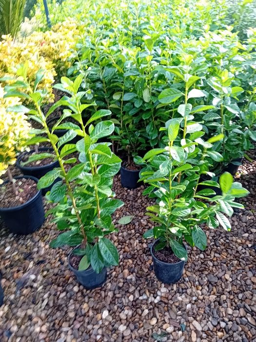 Laur englezesc novita plantă cu frunza veșnic verde