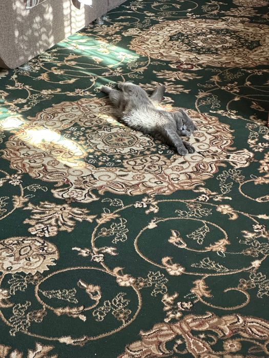 мушук сотилади 800 000