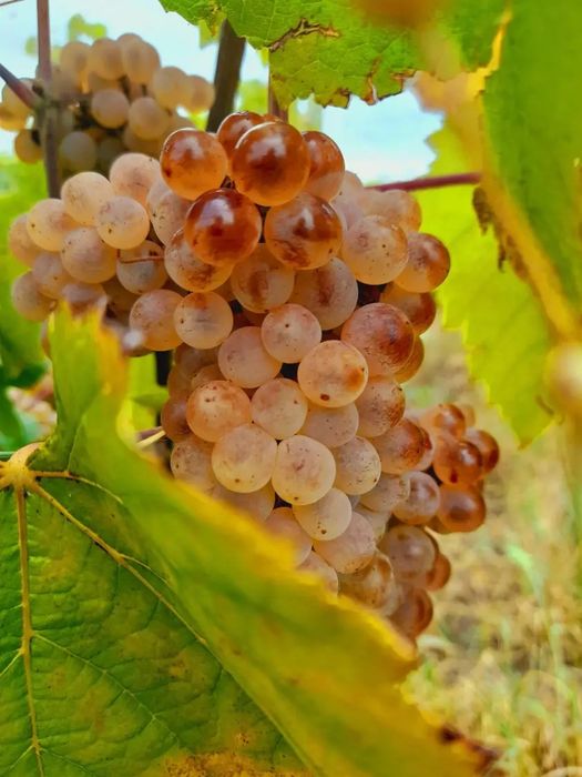 STRUGURII DE VIN producător
Strugur