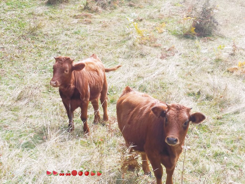 Vând viței de rasa,  angus roșu. Viței de prăsilă