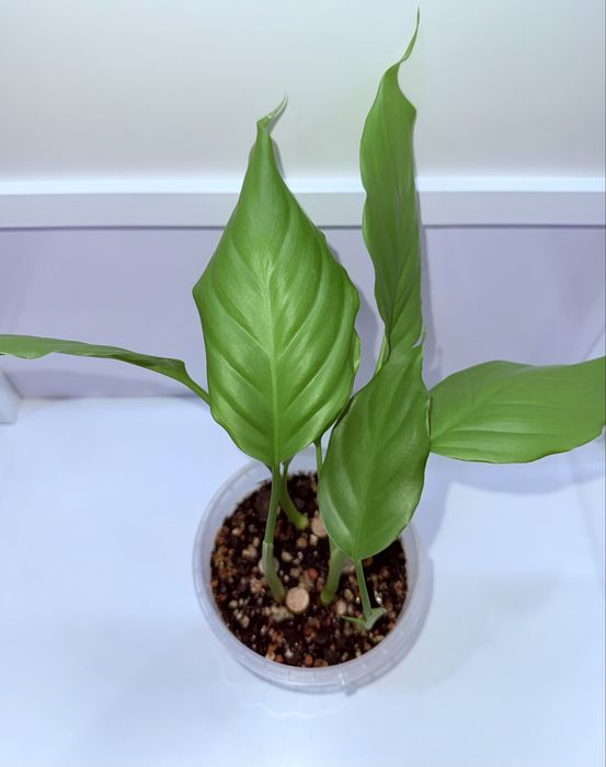 Аглаонема, комнатные растения, комнатные цветы