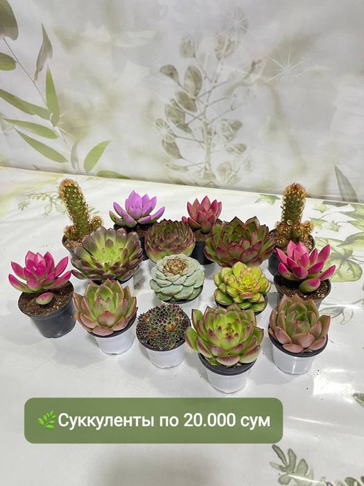 Суккуленты и литопсы