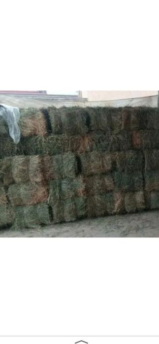 Беда прес сотилади  500донa