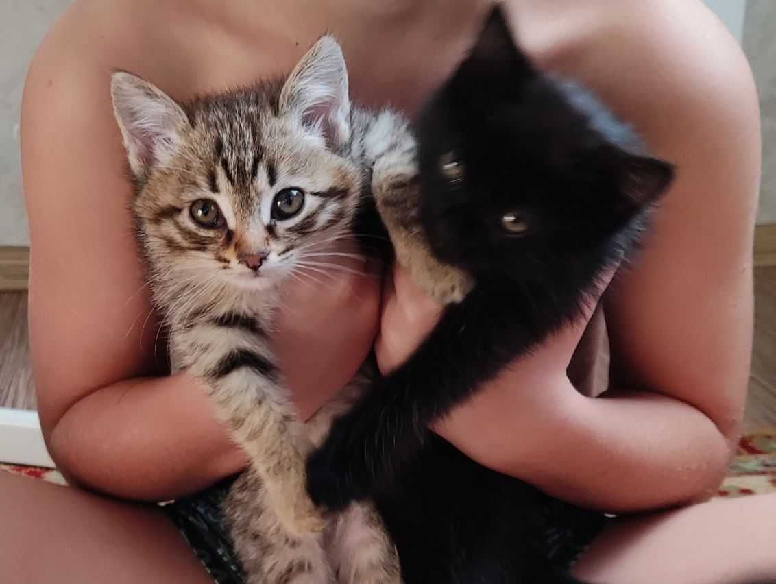 Домашние котята, 2.5 мес.
