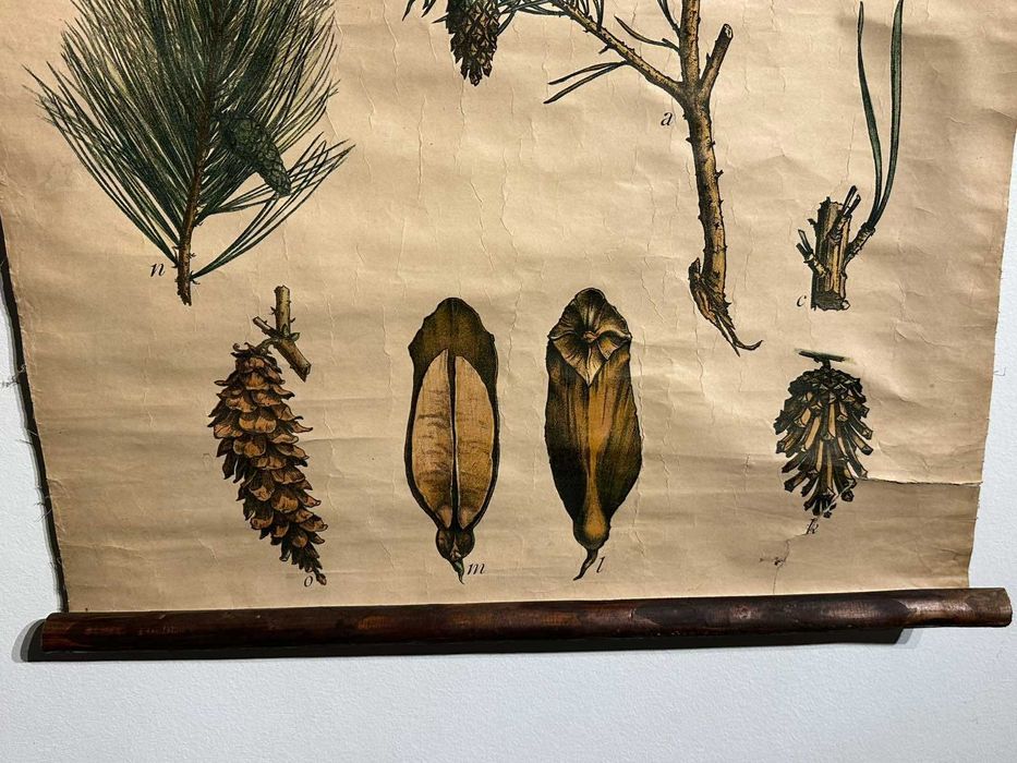 Соц Учебни Плакати Постери Ботаника