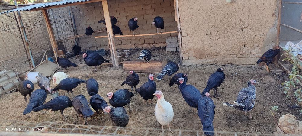 Kurka sotiladi indyuk