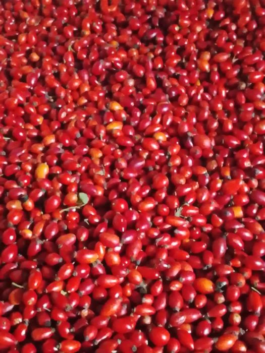 Măceșe proaspete culese manual cantitate mare asigur transport