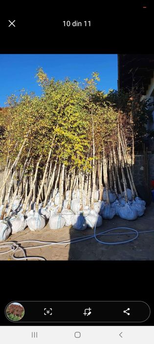 Plante ornamentale dimensiuni mari preț accesibil