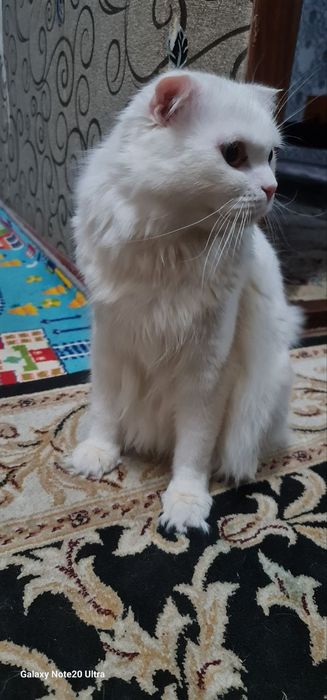 Oppoq aqilli qimmat muzhyk