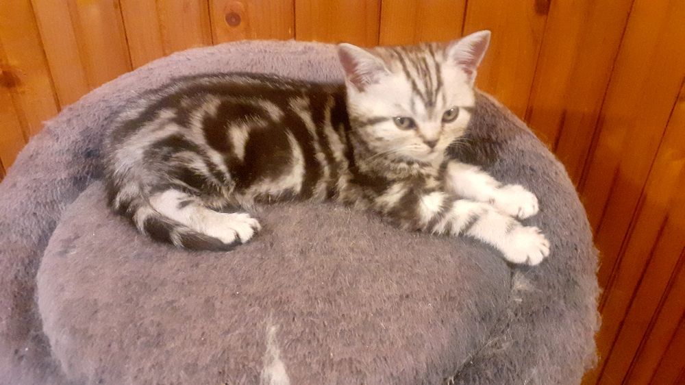 British shorthair silver tabby 3 luni