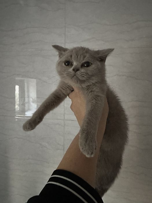 Продается котенок.