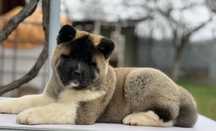 American akita cu pedigree