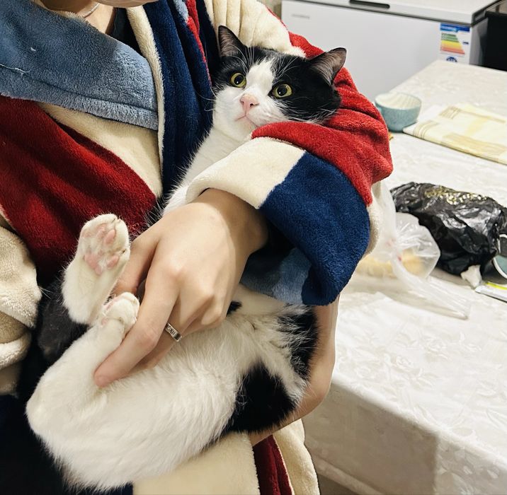 Кошка хорошая отдам даром в хорошие руки