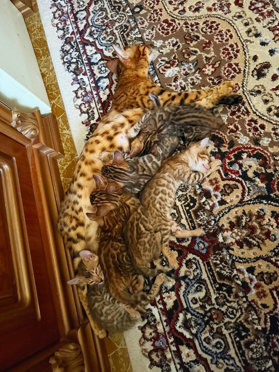 Котята чисто кровные бенгальские
