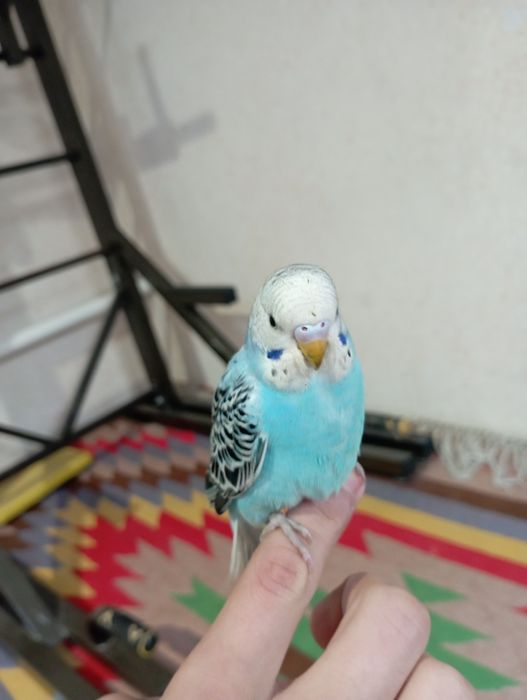 Qush a'lo holatda ishtahasi zor 100% ruchnoy qo'lga organgan