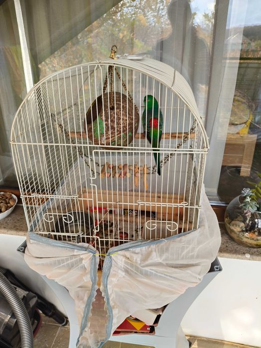 Papagal cântător cu tot cu colivie