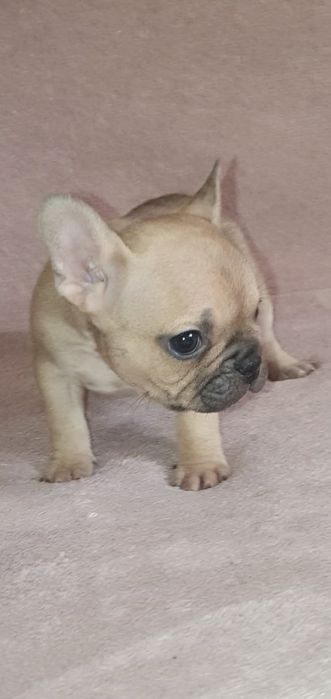 Френски булдог,френски булдочета