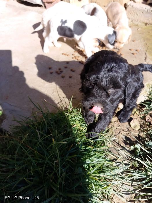 Кокер шпаньол и Лагото