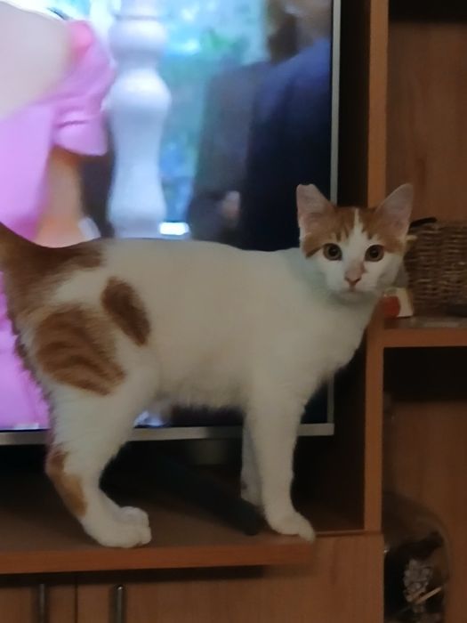 2 котета спешно търсят дом