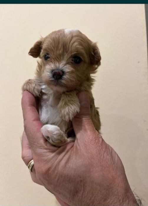 Maltipoo 2 luni cu carnet de sanatate