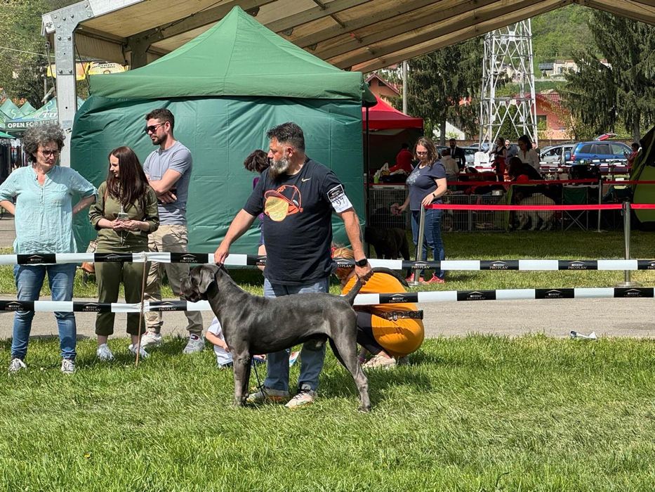 Cane corso cu pedigree!!