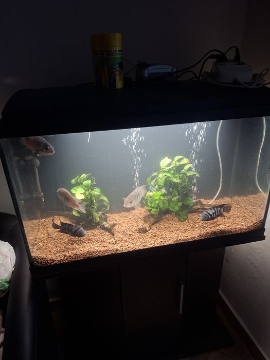 Acvariu complet ciclide