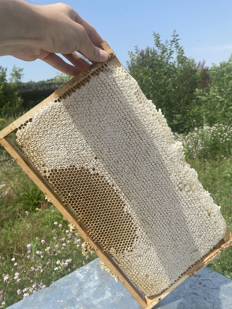 Faguri cu miere, produs 100% natural