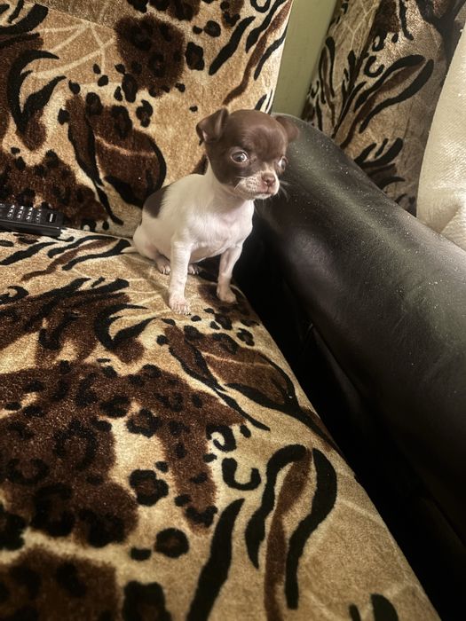 Мини чихуахуа момиченца