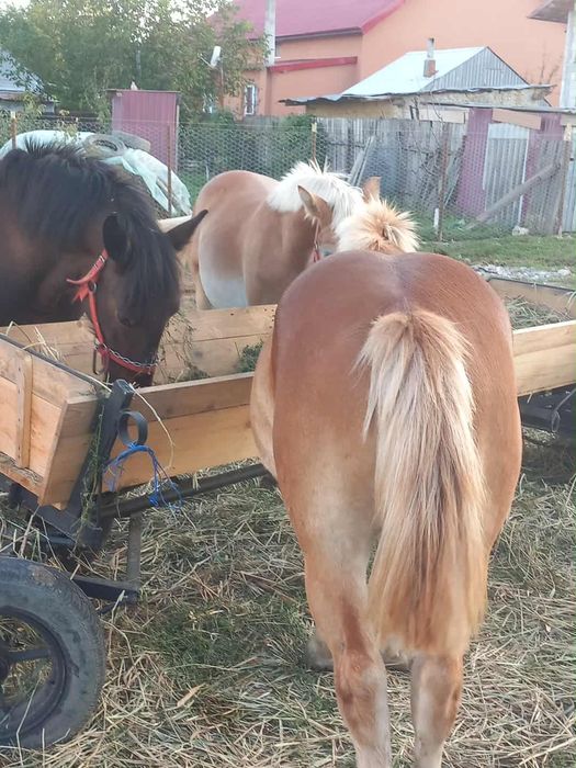 VAND 3 manji de un an și 3luni