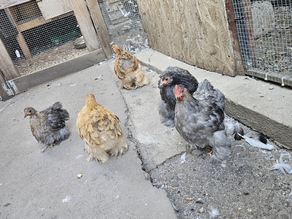 Vând găini conchinchina pitic