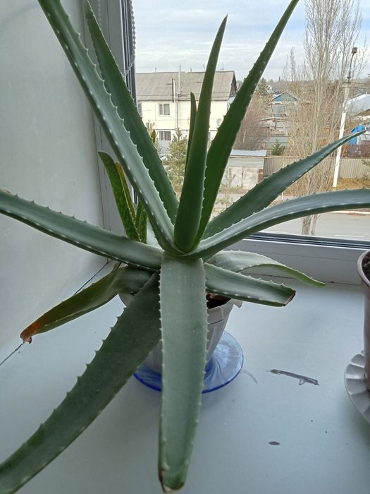 Продам цветок . Алое