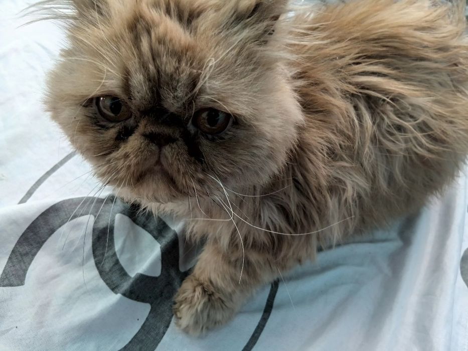 Oliy navli mushuklar sotiladii 200 dol