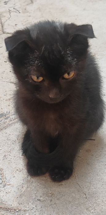 Котята добрые руки