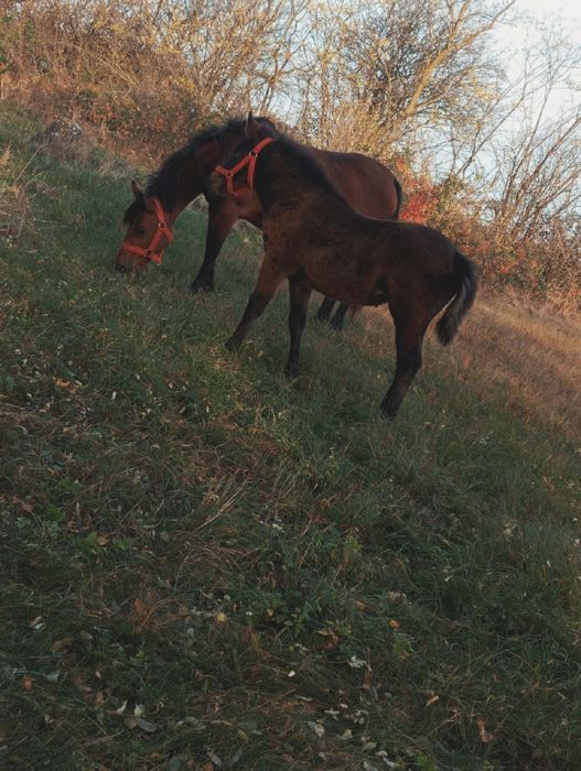 Vând iapa cu mânza
