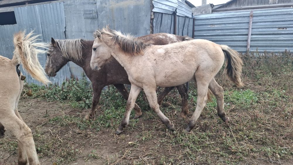 Продам жеребят жабағылар