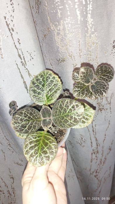 Продаются эписции шикарные