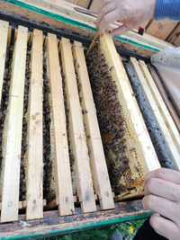 Vând roiuri de albine 2024, pe 3,4,5 rame. Preț începând cu 150 lei.