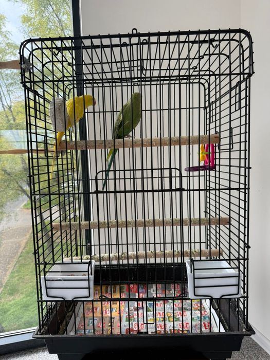 Продавам два папагала с клетка 

Продавам два красиви папагала