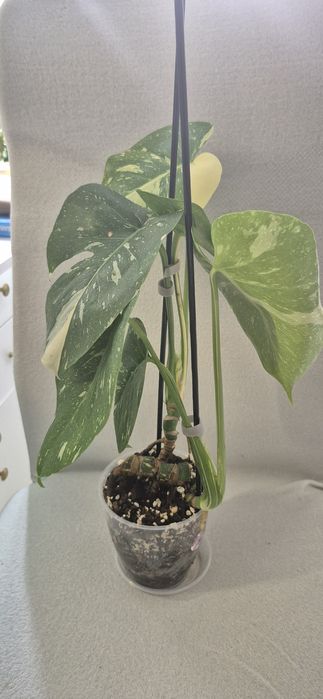 Monstera Thai Constallation, plante apartament