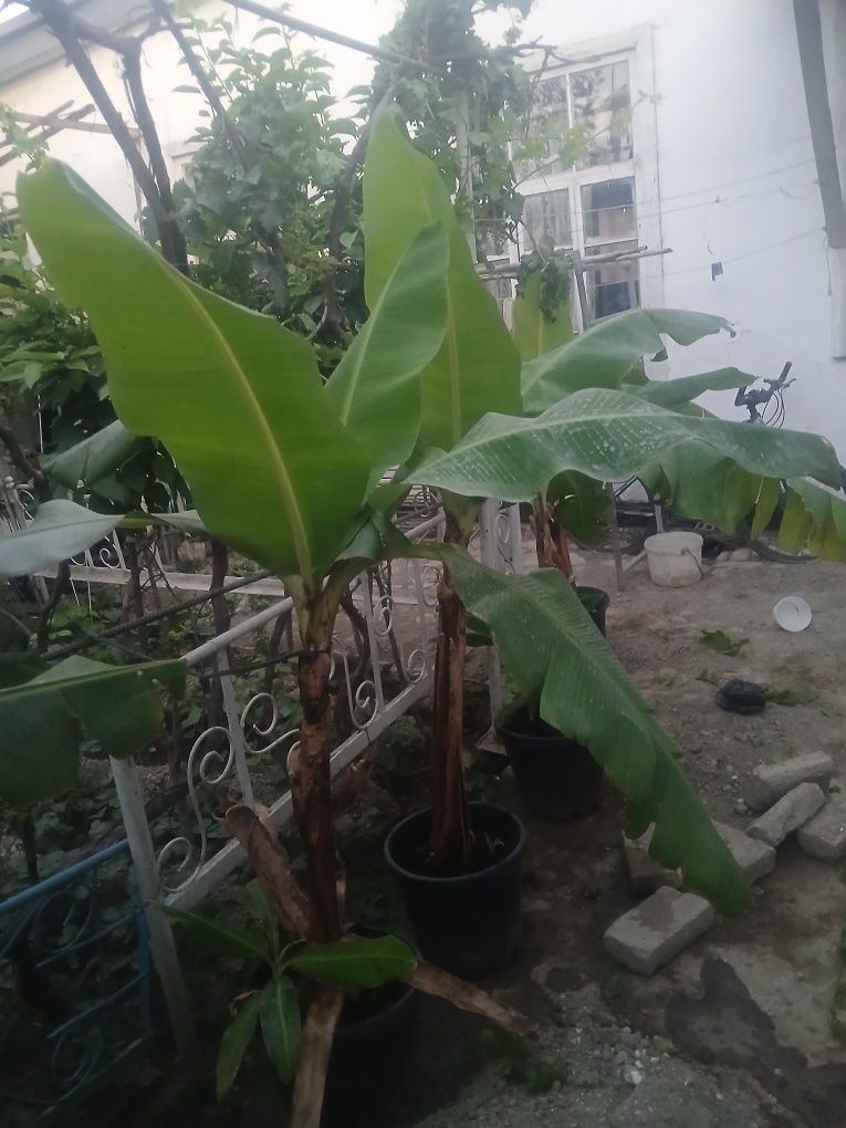 Banan ko‘chatlari sotiladi