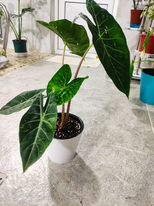 Алоказия похожа на сорт pink dragon