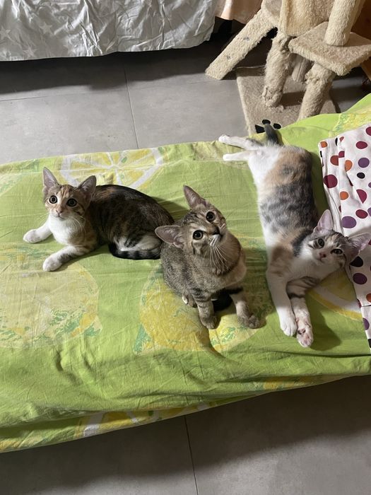 Pisicute spre adoptie