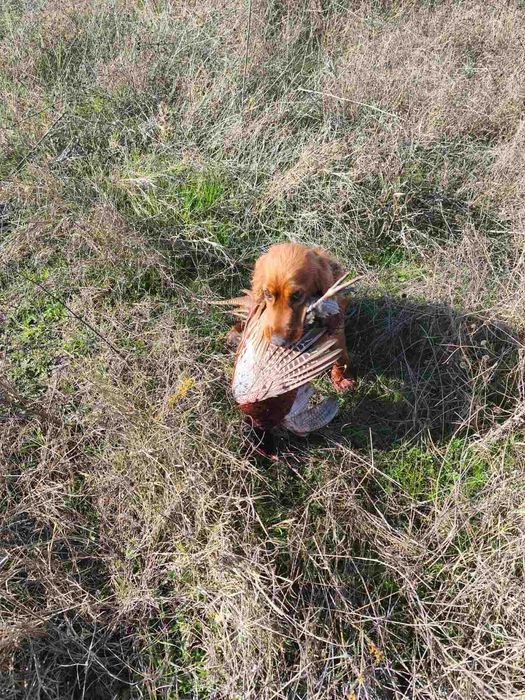Английски кокер шпаньол,  кокер "шпаниоли"