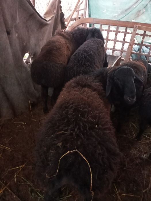 Qo'chqorlar sotiladi.