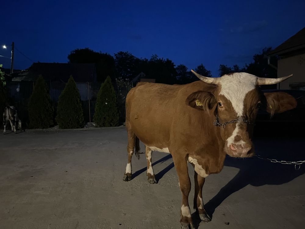 Vaca cu vitel.