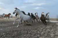 Үйір жылқы - Табун лошадей