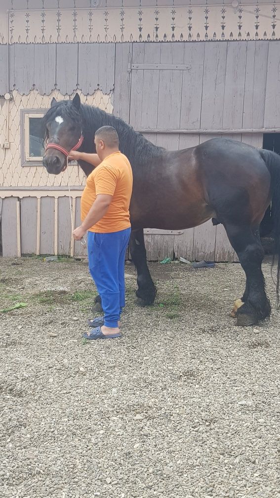 Armăsar de vanzare mai multe detalii la telefon