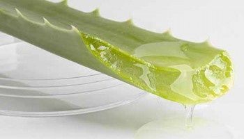 24/7 Большое лечебное алоэ с доставкой на дом